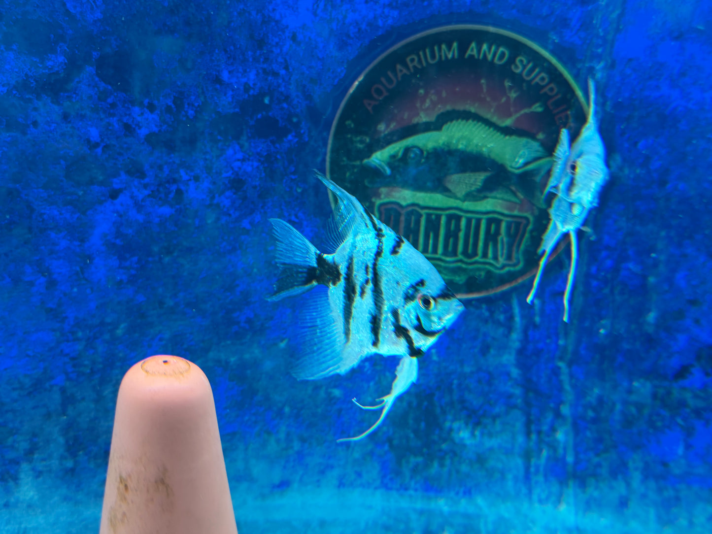Blue Diamond Angelfish
Aquarium Bred and Raised
Pterophyllum scalare