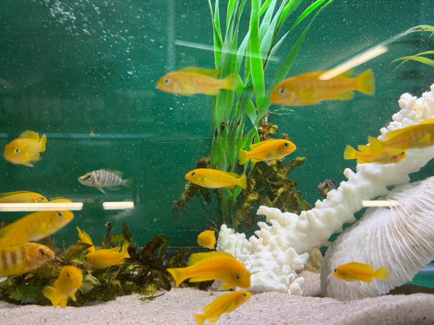 Chindongo saulosi Mbuna German Blood (Juveniles 2")