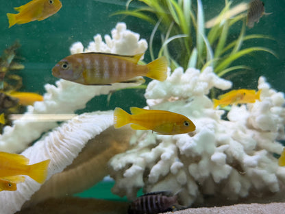 Chindongo saulosi Mbuna German Blood (Juveniles 2")