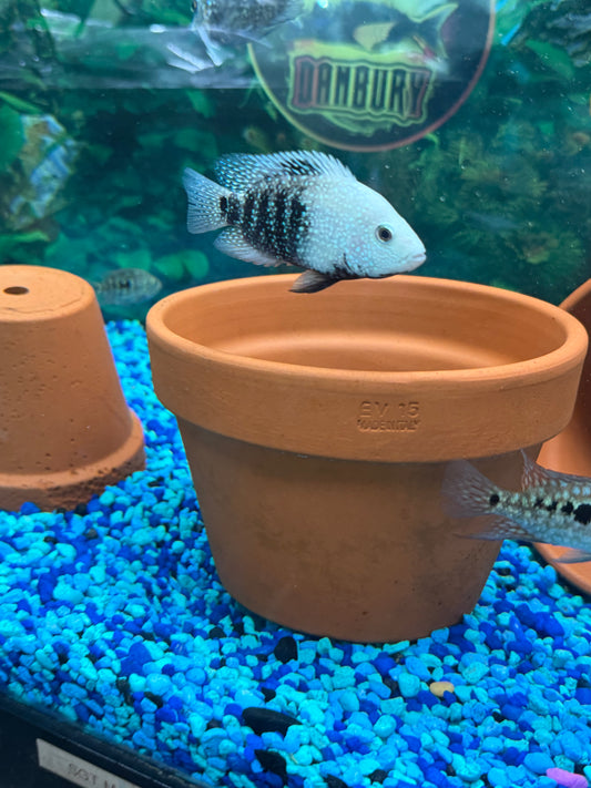 Herichthys Carpintis