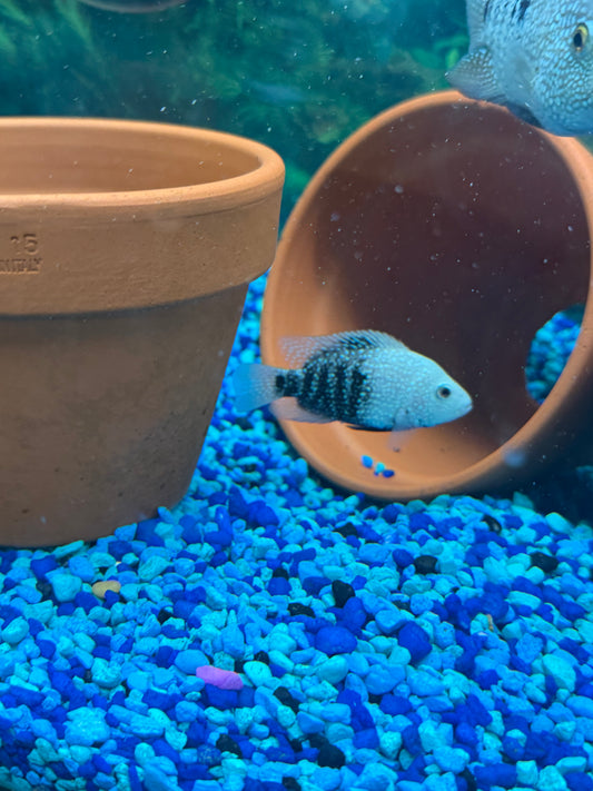Herichthys Carpintis