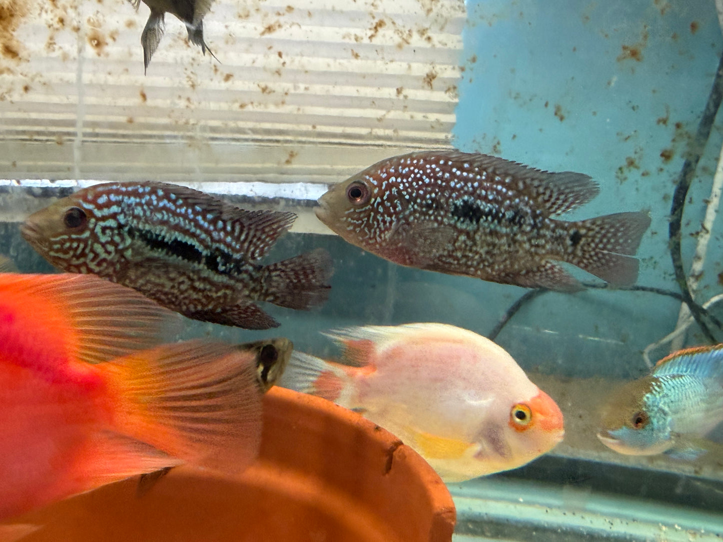 RED TEXAS CICHLID (HERICHTHYS CYANOGUTTATUS SP)