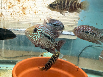 RED TEXAS CICHLID (HERICHTHYS CYANOGUTTATUS SP)