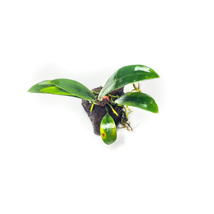 Anubias on Lava Rock (Randomly Selected)