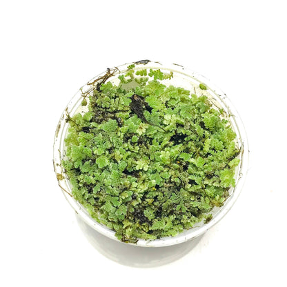 Azolla Caroliniana