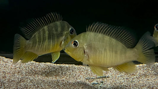 Balzani Eartheater (Gymnogeophagus balzanii)