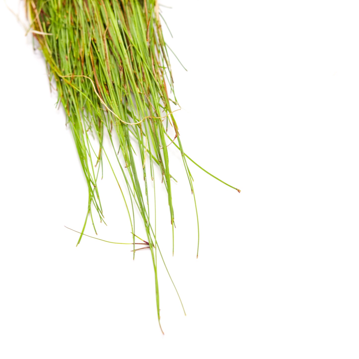 Giant Hairgrass (Vivipara)