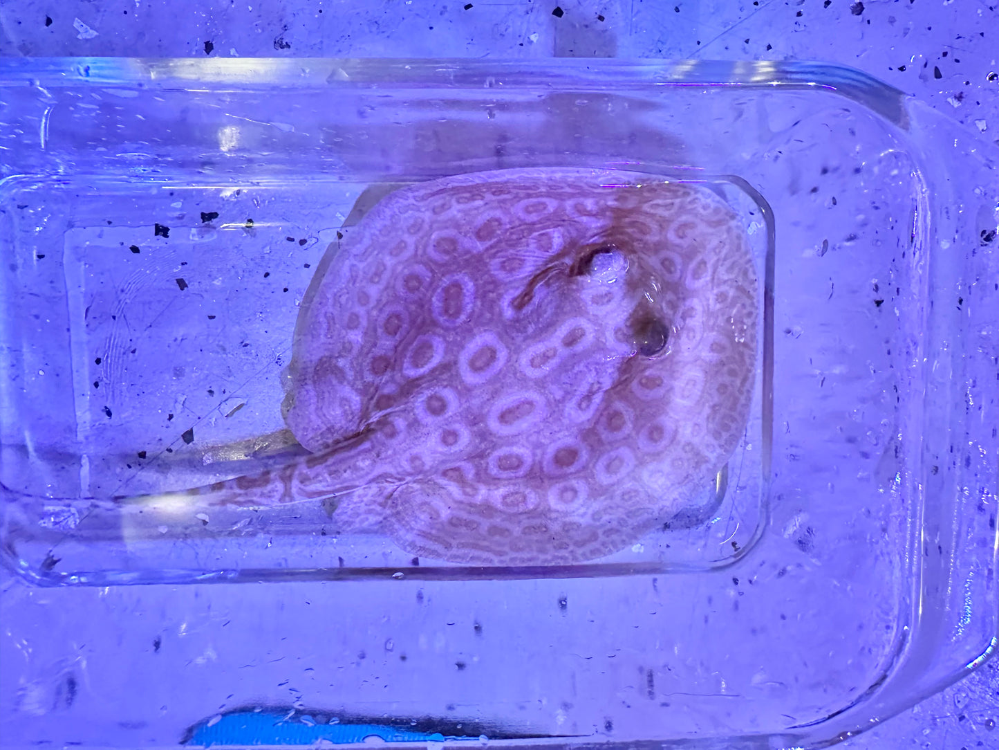 Albino Pearl Stingray (Potamotrygon jabuti)