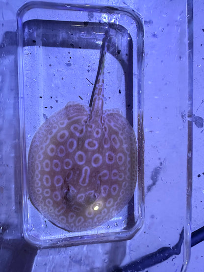Albino Pearl Stingray (Potamotrygon jabuti)