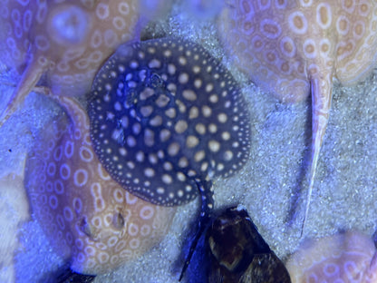 Black Diamong Hybrid Stringray 4"-6"