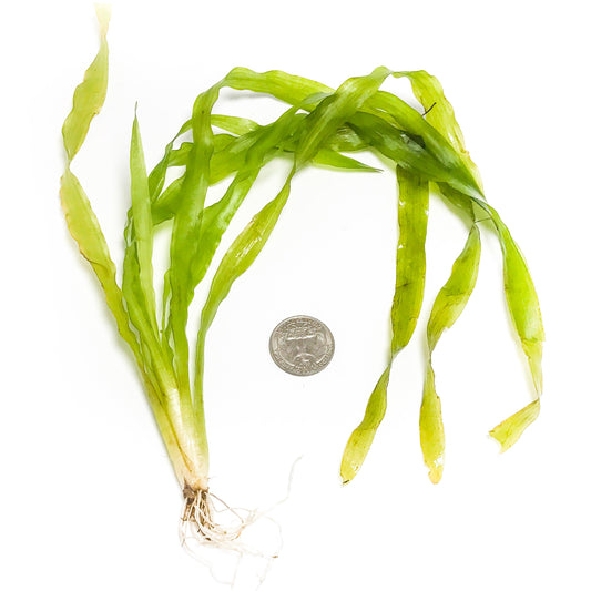 Contortion Val (Giant Corkscrew Val)