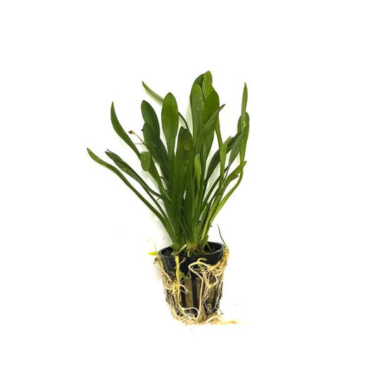 Narrowleaf Sagittaria