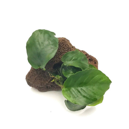 Anubias on Lava Rock (Randomly Selected)