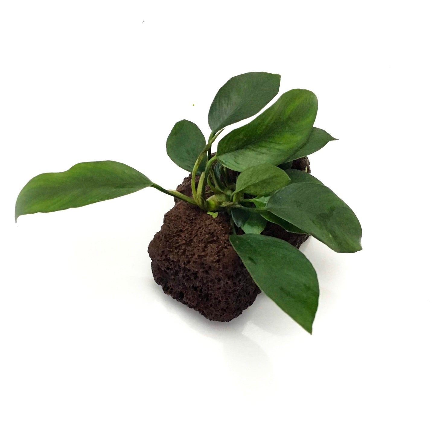 Anubias on Lava Rock (Randomly Selected)
