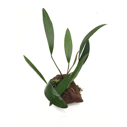 Anubias on Lava Rock (Randomly Selected)