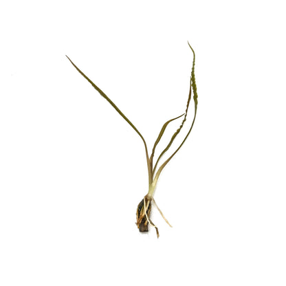 Cryptocoryne Retrospiralis