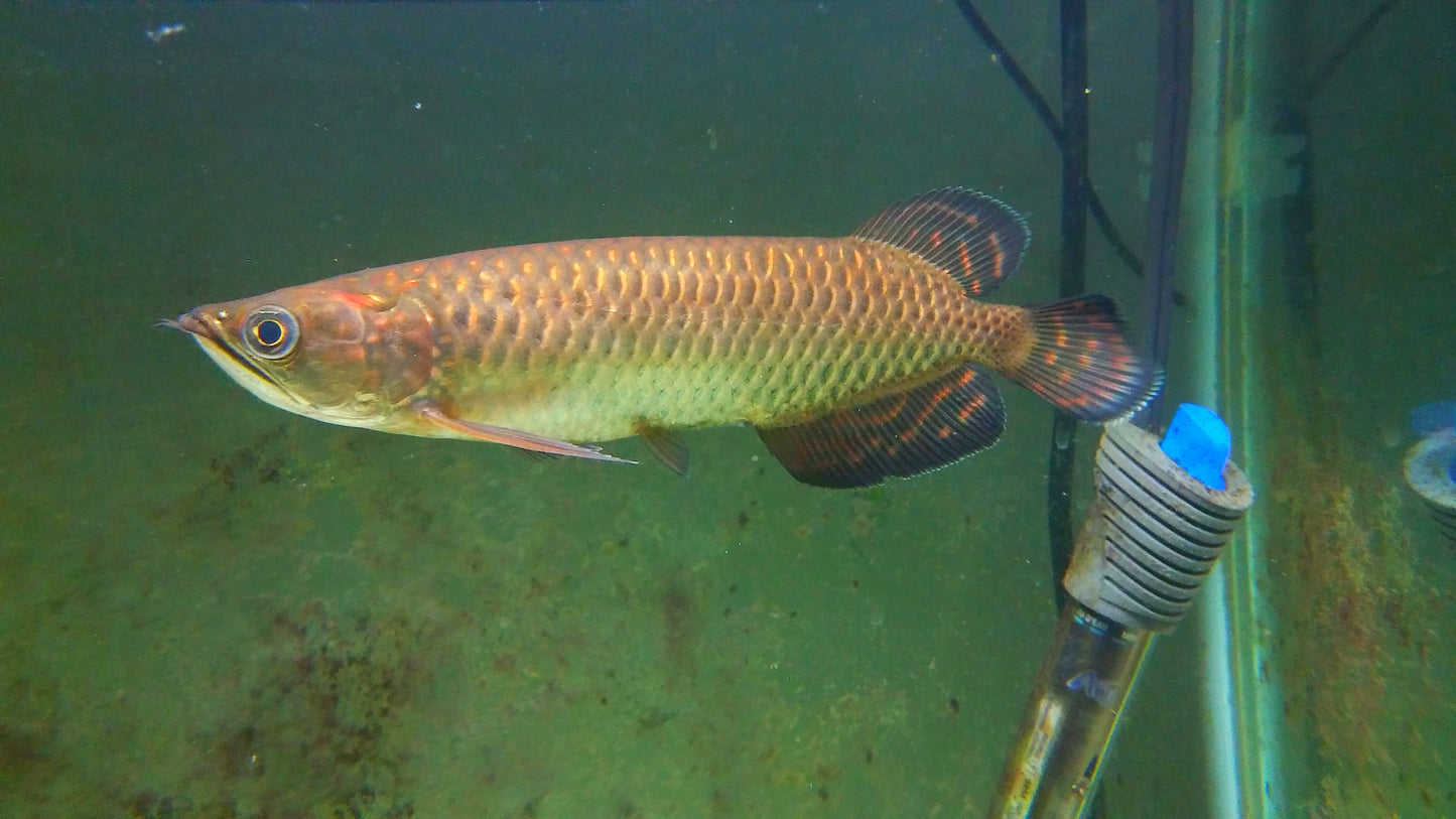 Jardini Arowana (Scleropages jardinii)