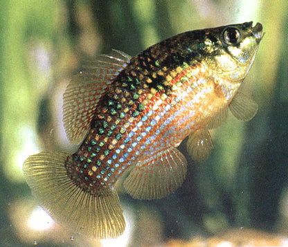 American Flagfish Killifish (Jordanella floridae)