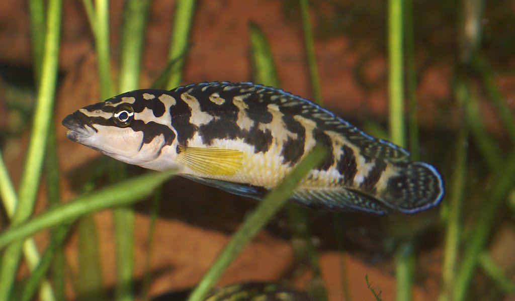 Julidochromis transcriptus – Danaqua Live Fish & More