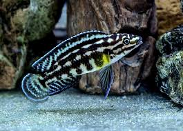 Julidochromis marlieri