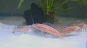 Julidochromis transcriptus ALBINO