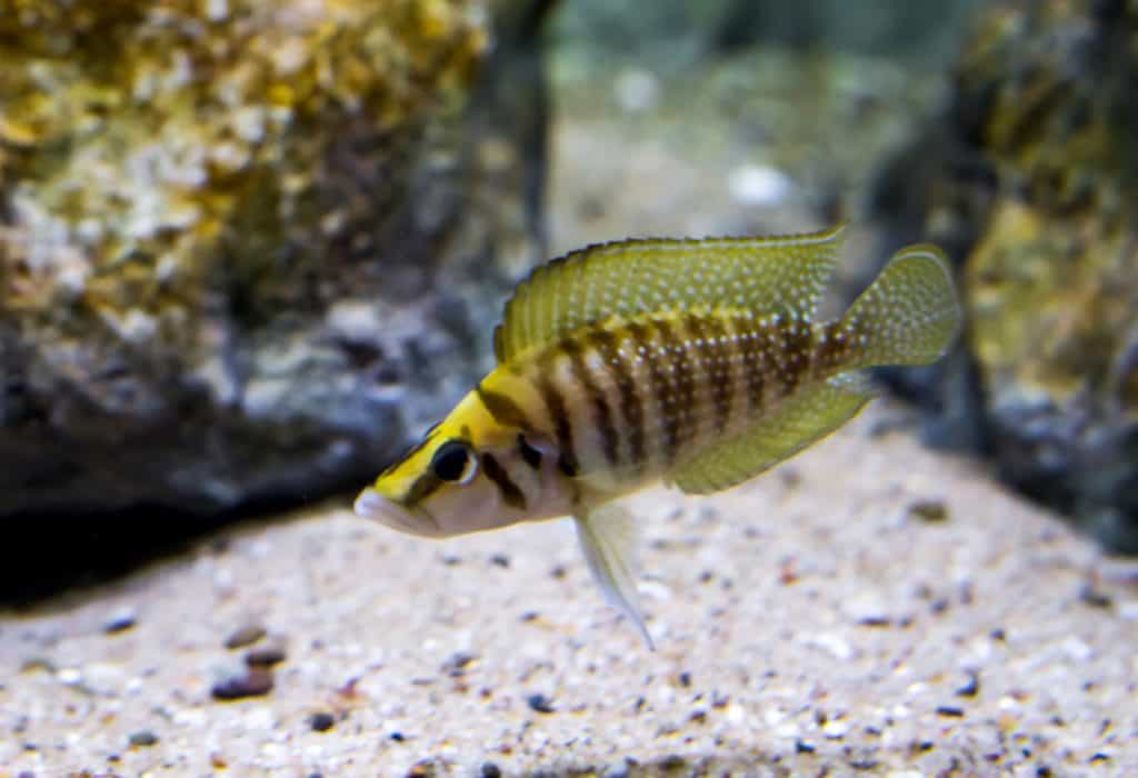 Lamprologus calvus (Yellow)