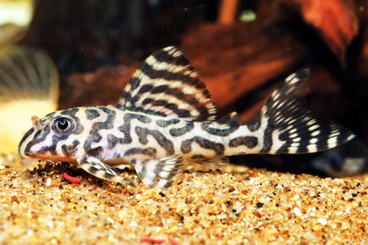 L333 king tiger Pleco
