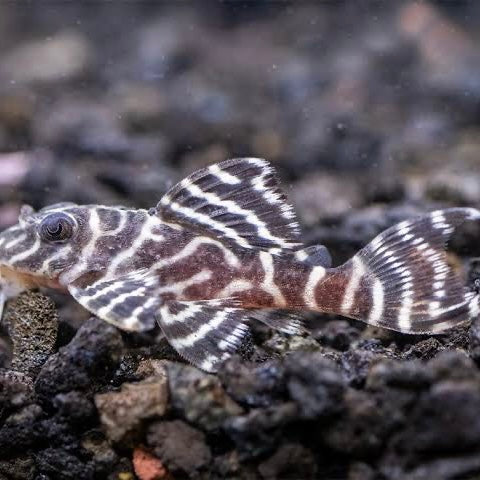 L333 king tiger Pleco