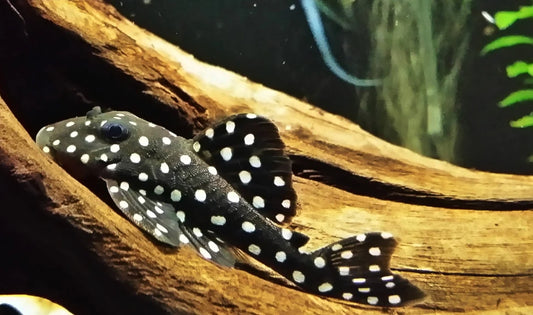 L471 Mini Big Spot Snowball Pleco (Hypancistrus contradens sp)