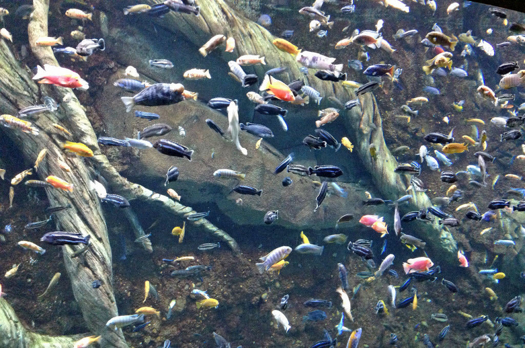 LIVE LOT of 10 Assorted Pseudotropheus Malawi Africa 2" (GRADE-A and FULL COLOR)