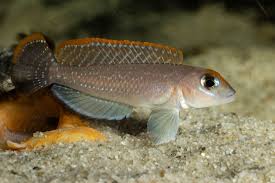 Lamprologus ornatipinnis (Ornate Shell Dweller)