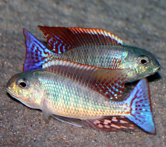 Lethrinops Marginatus