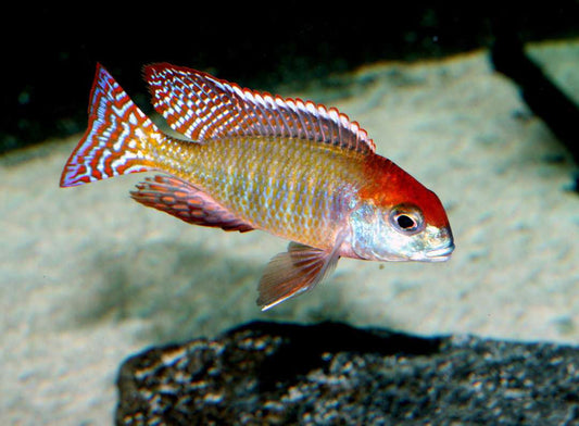 Lethrinops Sp. Red Cap