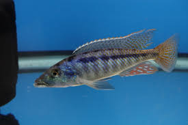 Lichnochromis Acuticeps Malawi Gar