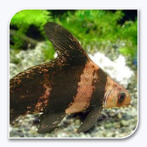 Hi-Fin Banded Loach (Myxocyprinus asiaticus)