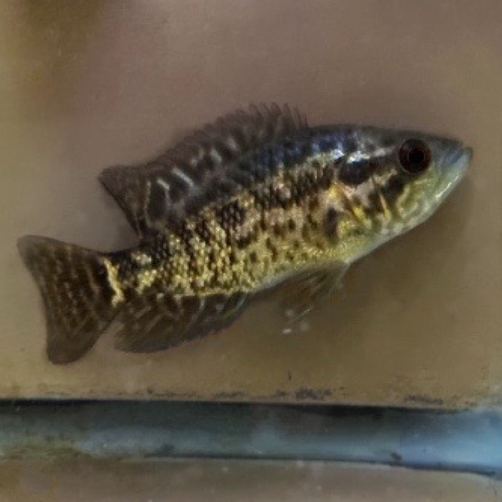 Managuensis Cichlid 2"+