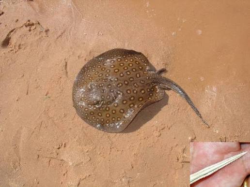 Motoro Stingray (Potamotrygon motoro)
