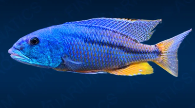 Malawi Hawk