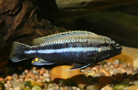 Auratus Cichlid 2"