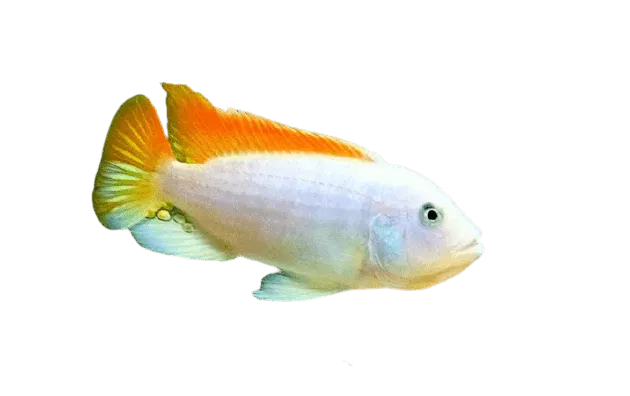 Ice Blue Zebra Albino Cichlid 2"