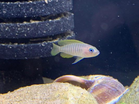 Multies Shell Dweller Cichlid (Neolamprologus multifasciatus)