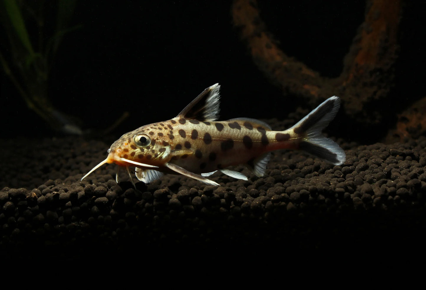 Fish Cuckoo Catfish in Aquarium