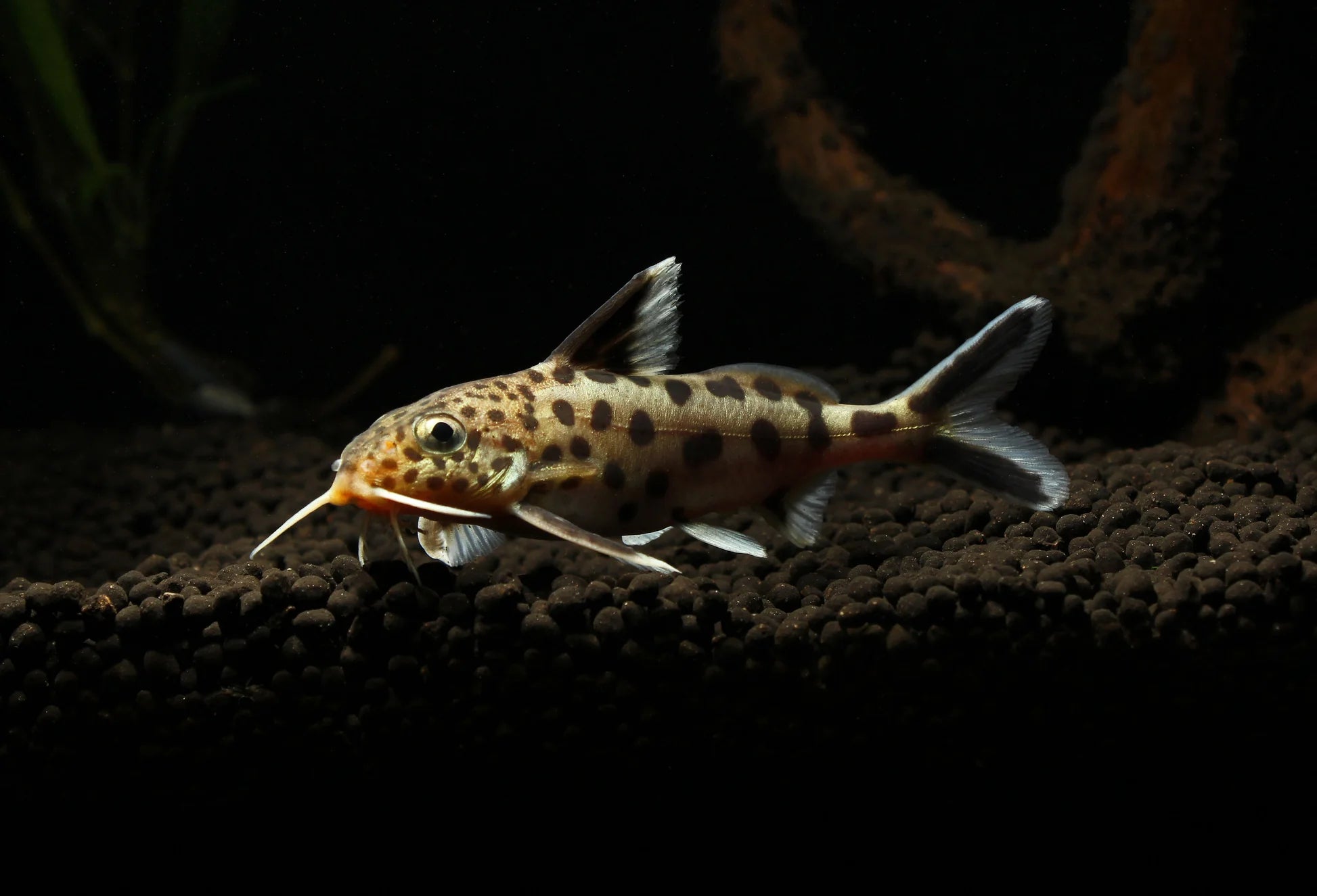 Fish Cuckoo Catfish in Aquarium