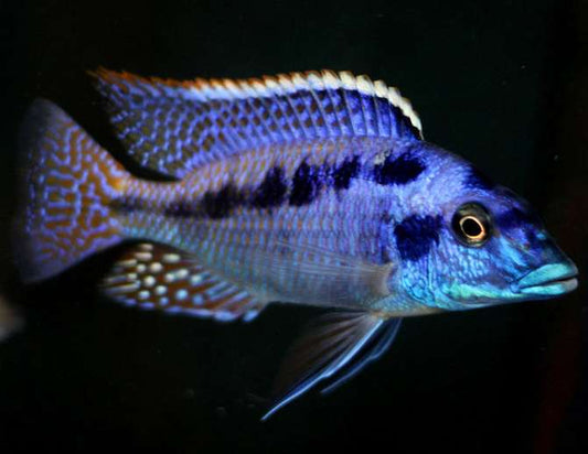 Mylochromis Mchuse