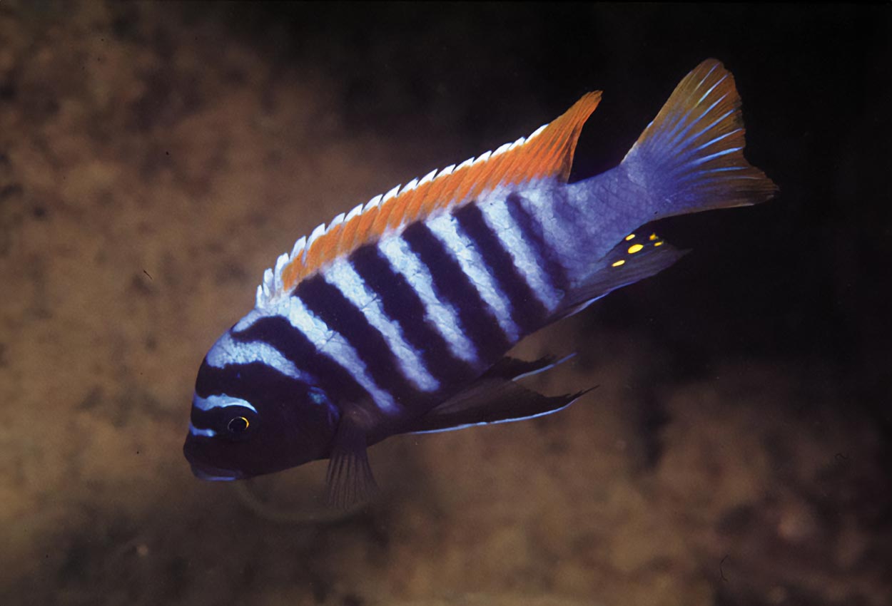 PSEUDOTROPHEUS RED TOP NAKANTENGA
