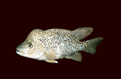 Haitian Cichlids (Nandopsis haitiensis)