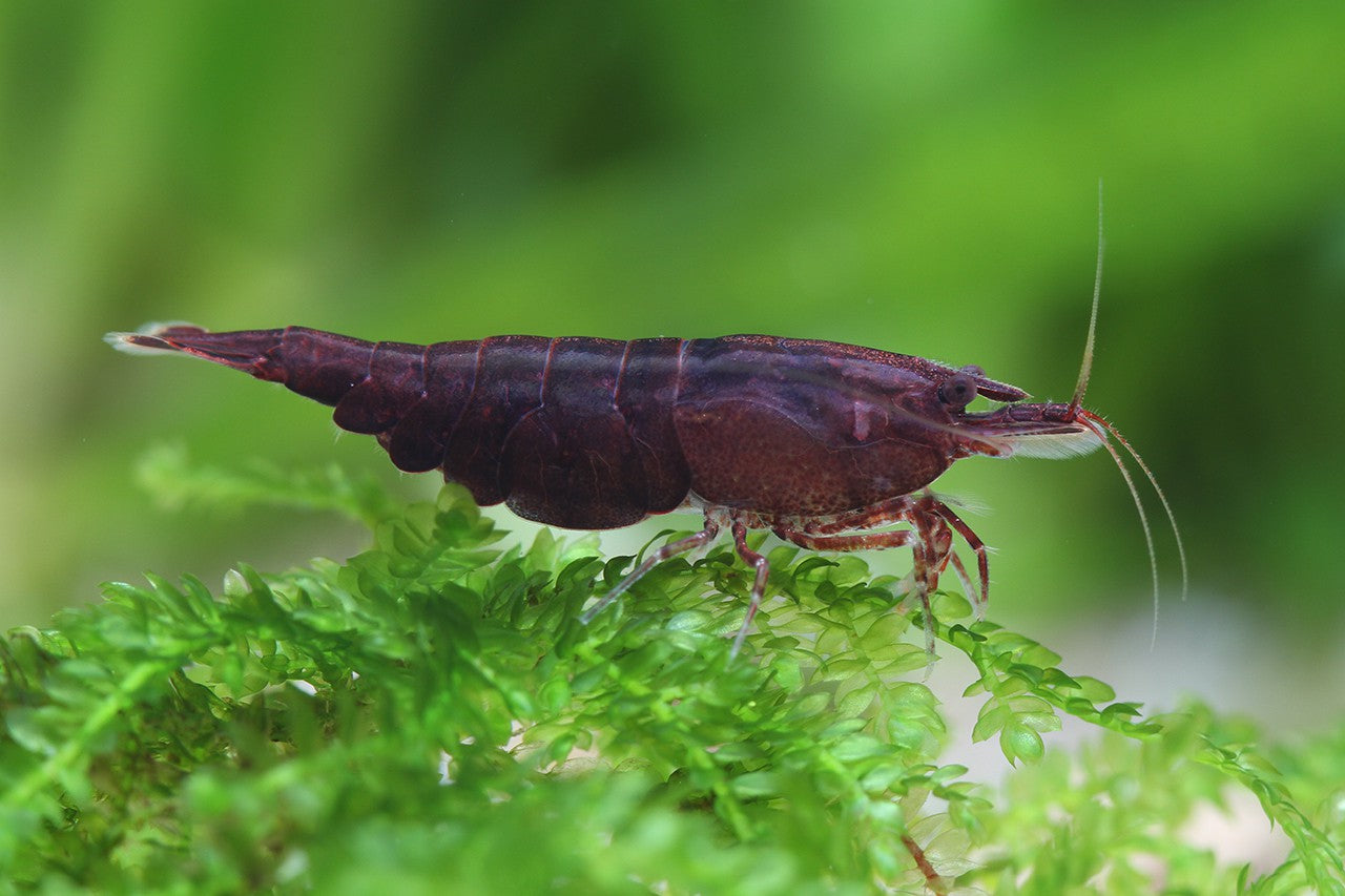 Chocolate Shrimp (Pack of 6)