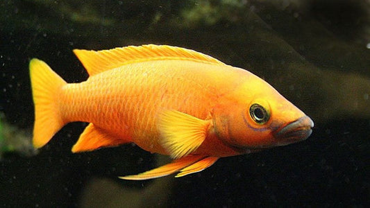 Neolamprologus leleupi (Lemon Cichlid)