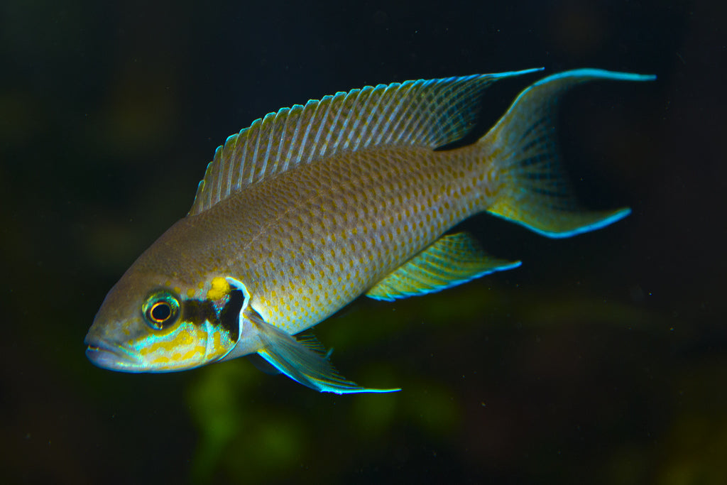 Brichardi Cichlid (*Neolamprologus brichardi)