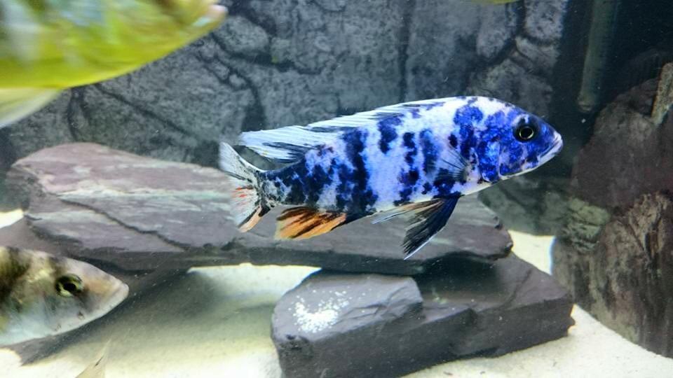 Electric Marble OB AHLI Cichlid